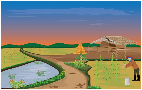 Урожай Риса Рисовом Поле — стоковый вектор