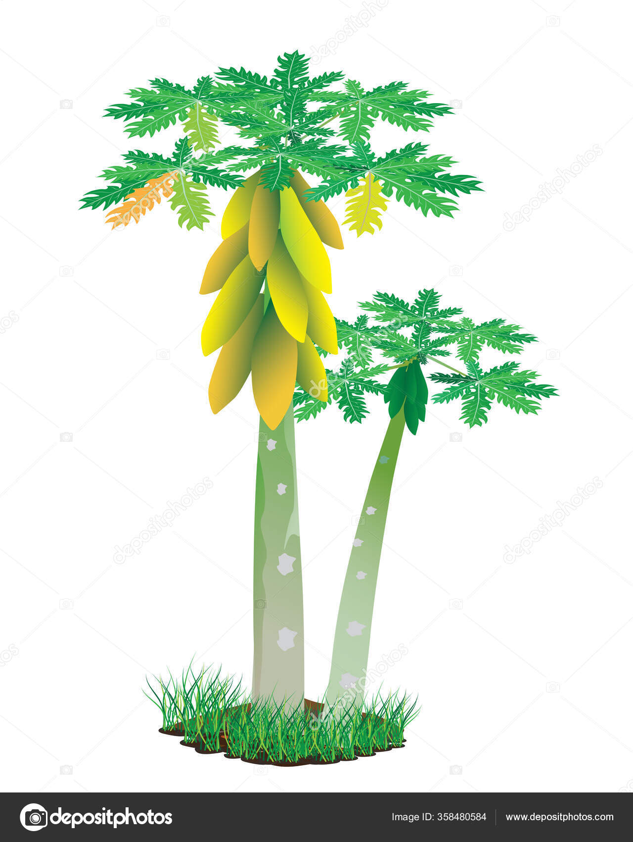 Papaya tree Vector Art Stock Images | Depositphotos