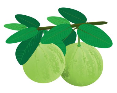 taze guava vektör tasarımı