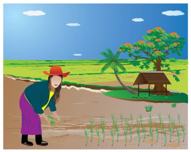 Çiftçi nakli pirinç tohumları çeltik tarlası vektör tasarımında