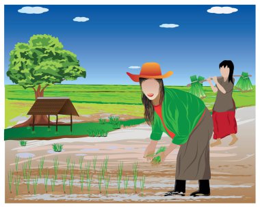 Çiftçi nakli pirinç tohumları çeltik tarlası vektör tasarımında