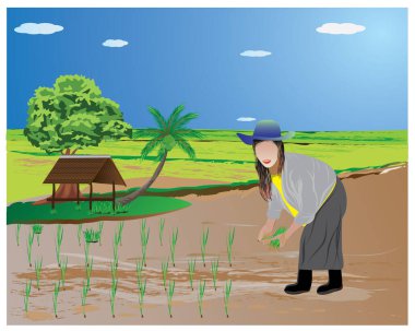 Çiftçi nakli pirinç tohumları çeltik tarlası vektör tasarımında