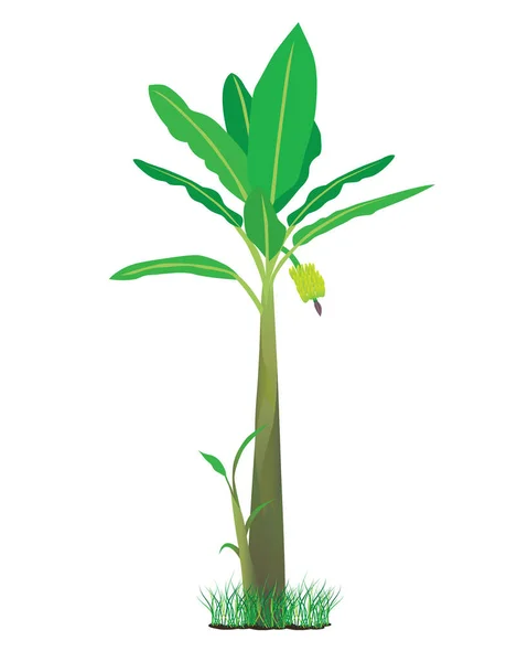 Векторный Дизайн Банановых Растений — стоковый вектор
