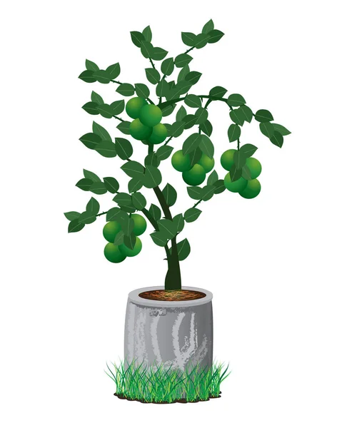 Saksıdaki Bonsai Ağacı Beyaz Arkaplanda Izole Edilmiş — Stok Vektör