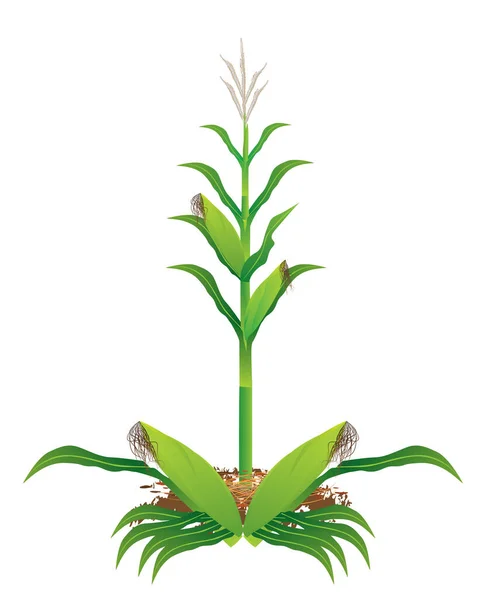 Σχεδιασμός Διανύσματος Φυτών Καλαμποκιού — Διανυσματικό Αρχείο