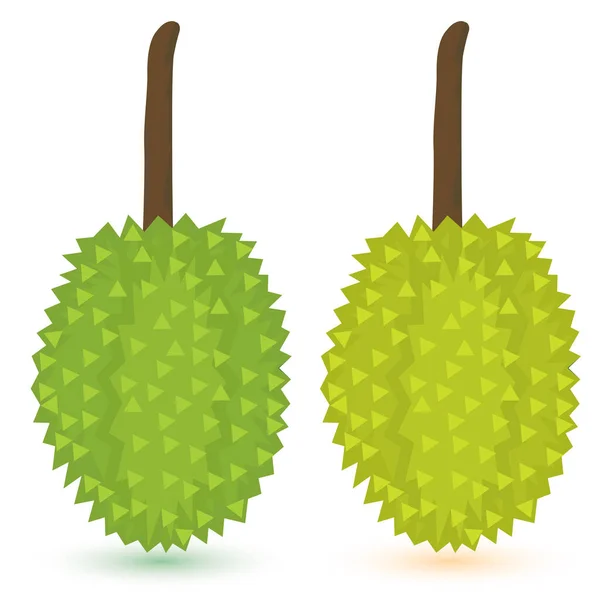 Rijpe Durian Vector Ontwerp — Stockvector