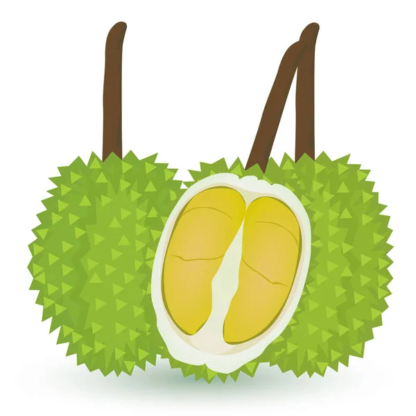 Rijpe Durian Vector Ontwerp — Stockvector