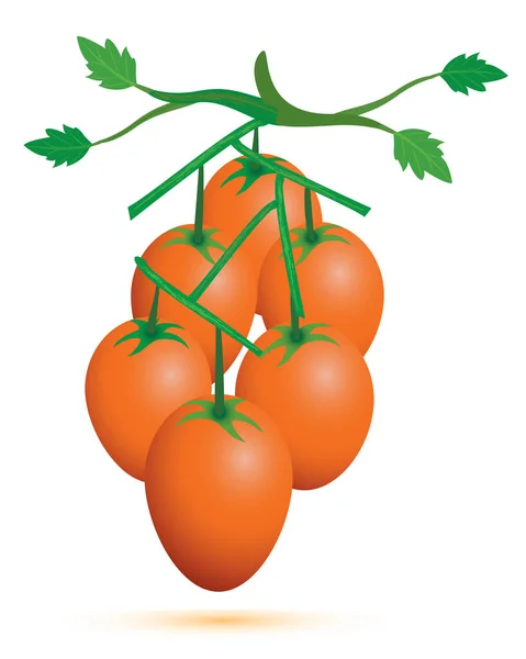 白色背景下的番茄和绿叶 — 图库矢量图片