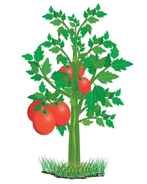 Tomates Rouges Vertes Vectorielles Sur Fond Blanc — Image vectorielle