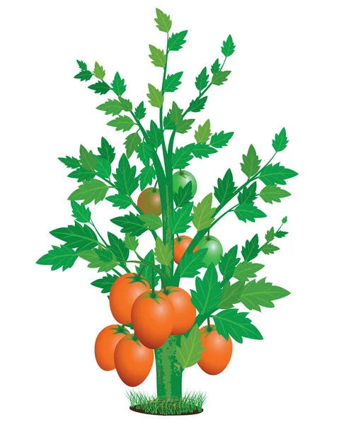 Mogen Tomat Växt Vektor Design — Stock vektor