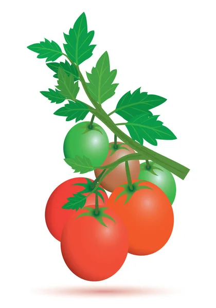 Ilustracja Pomidorów Białym — Wektor stockowy
