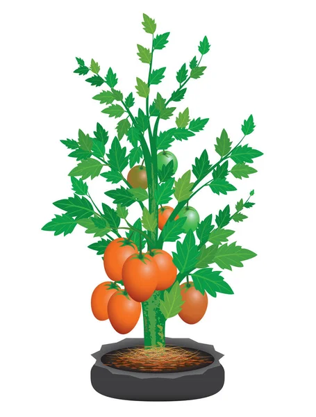 Diseño Del Vector Planta Tomate — Archivo Imágenes Vectoriales