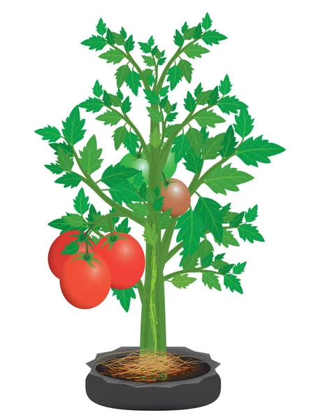 白色背景上的红色和绿色病媒西红柿 — 图库矢量图片