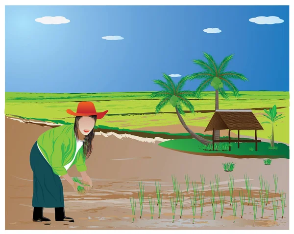 Landwirt Pflanzt Reisaussaat Reisfeld Vektordesign Ein — Stockvektor