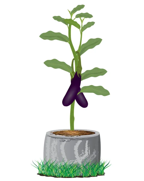 Planta Berenjena Bloque Cemento Diseño Vectorial — Vector de stock