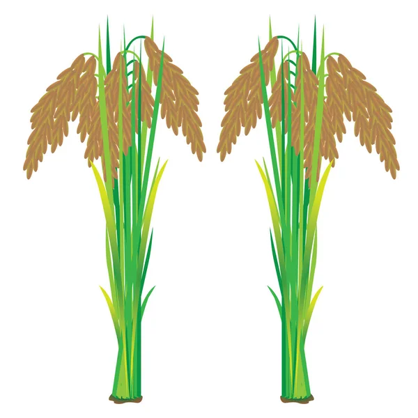 Utformning Vektorer För Risväxter — Stock vektor