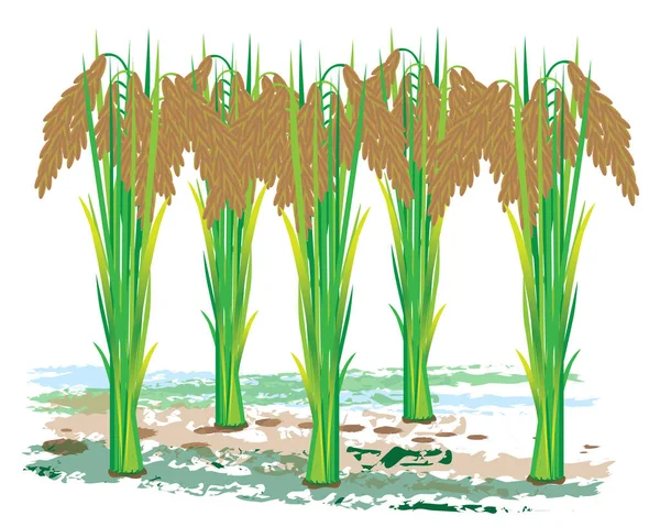 Diseño Del Vector Planta Arroz — Vector de stock