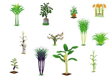 Bitki ve çiçeklerin vektör çizimi