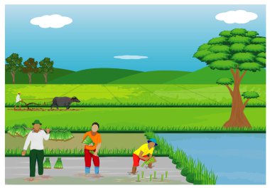 İnsanlar pirinç yetiştiriyor, vektör illüstrasyonu 