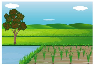 Pirinçli bir alanın vektör illüstrasyonu 