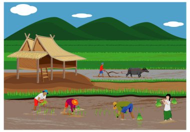 Çiftçi çeltik alanı vektör tasarımında çalışıyor