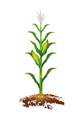 Tenceredeki mısır bitkisi beyaz arka planda izole edilmiş.