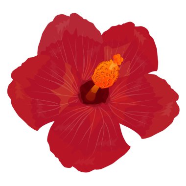 kırmızı amber çiçeği beyaz arkaplanda izole edildi