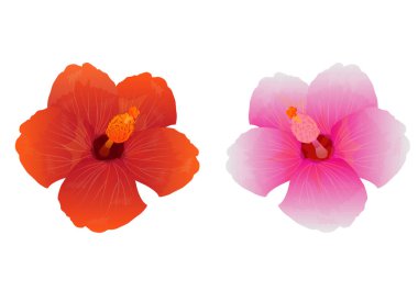 Beyaz arkaplanda izole edilmiş güzel pembe ve kırmızı çiçekler