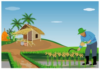 Çiftçi pirinç hasadı çeltik tarlası vektör tasarımı