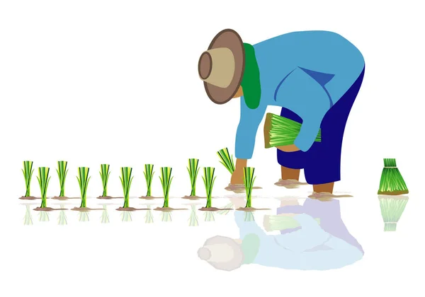 Ilustracja Wektora Kobiety Uprawiającej Ryż — Wektor stockowy