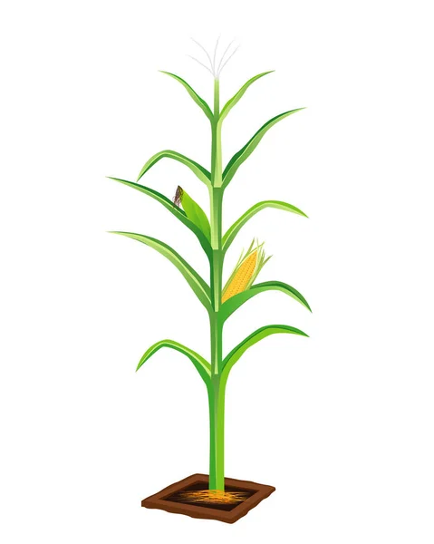 Vector Illustration Corn Plant — Stock Vector