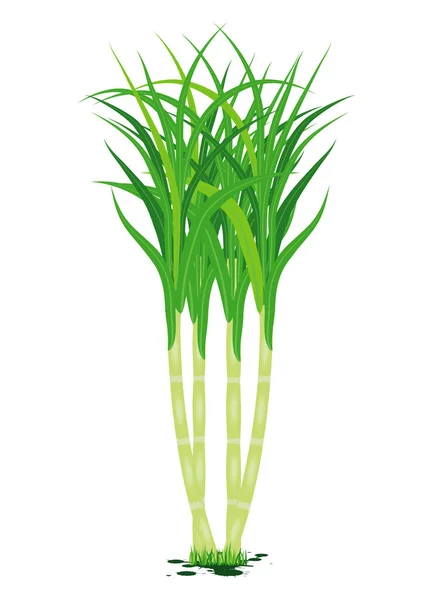 Herbe Verte Isolée Sur Fond Blanc Illustration Vectorielle — Image vectorielle