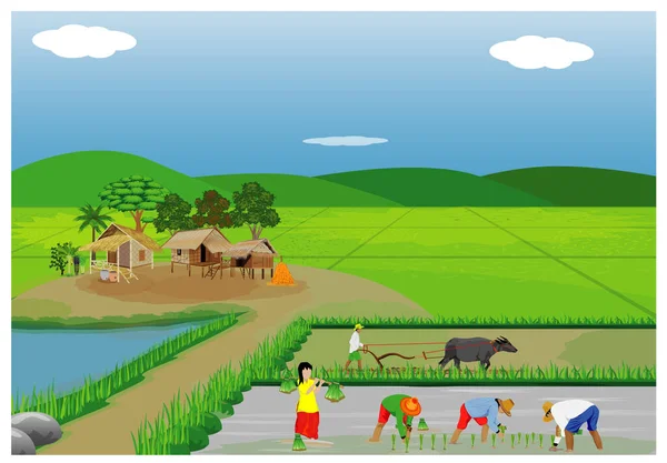 Menschen Die Reis Anbauen Vektorillustration — Stockvektor