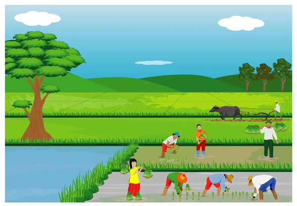 Lidé Pěstující Rýži Vektorové Ilustrace — Stockový vektor