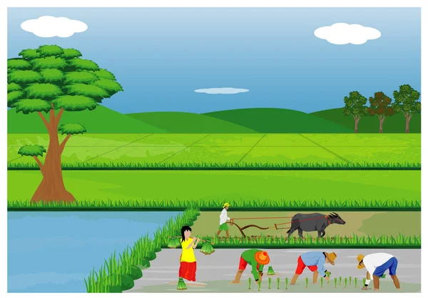 Άνθρωποι Καλλιέργεια Ρυζιού Διανυσματική Απεικόνιση — Διανυσματικό Αρχείο