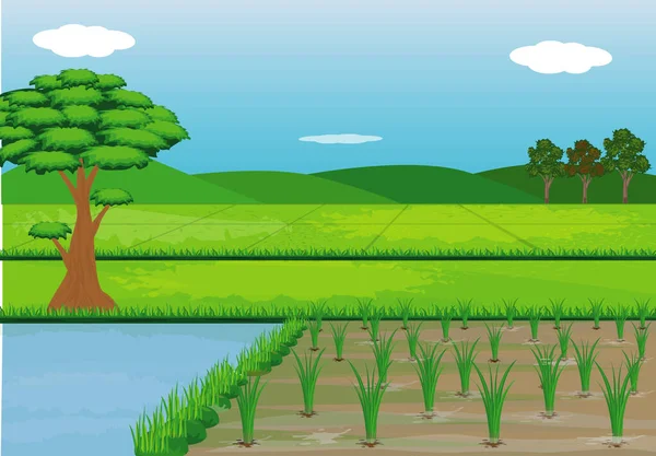 Vector Illustration Field Rice — Stock Vector