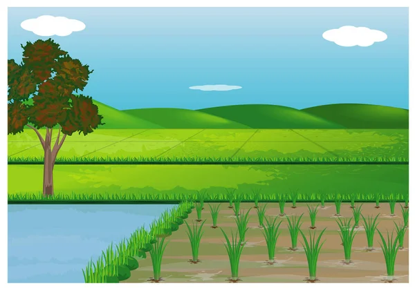 Vectorillustratie Van Een Veld Met Rijst — Stockvector