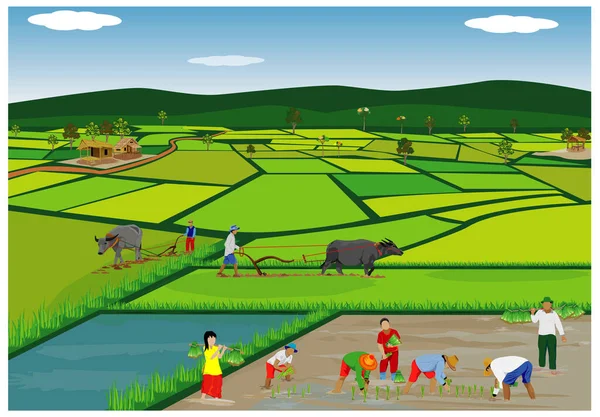 稻田病媒设计中的农民工作 — 图库矢量图片