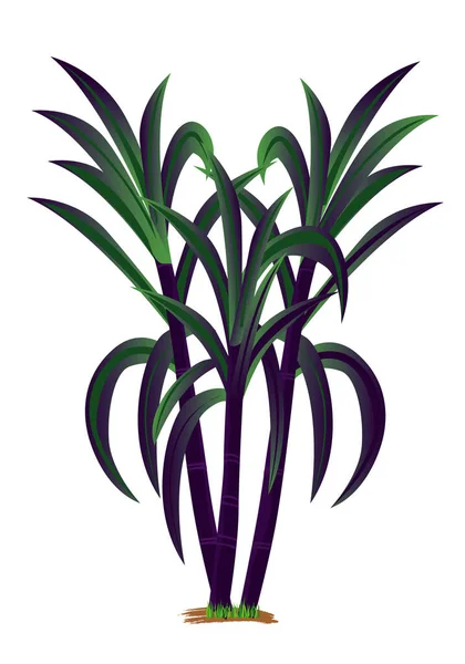 Geïsoleerd Suikerriet Plant Vector Ontwerp — Stockvector