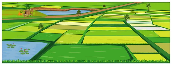 Large Paddy Field Vector Design — Stock Vector