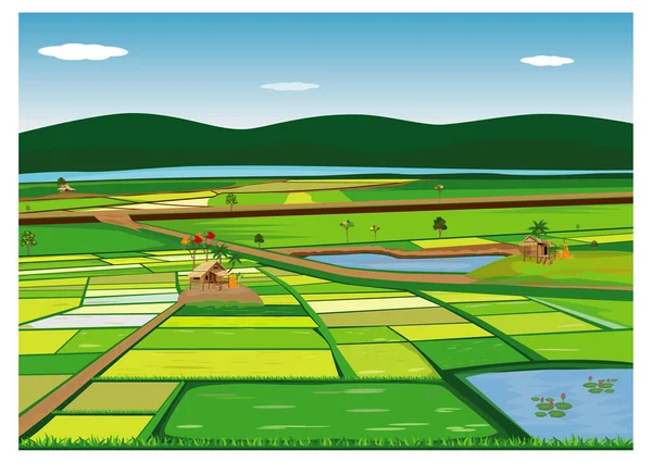 Grande Campo Risaia Progettazione Vettoriale — Vettoriale Stock