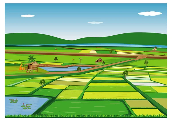 Large Paddy Field Vector Design — Stock Vector