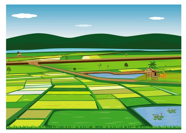 Large Paddy Field Vector Design — Stock Vector