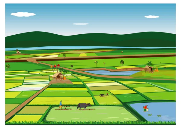 Farmer Work Paddy Field Vector Design — Stock Vector