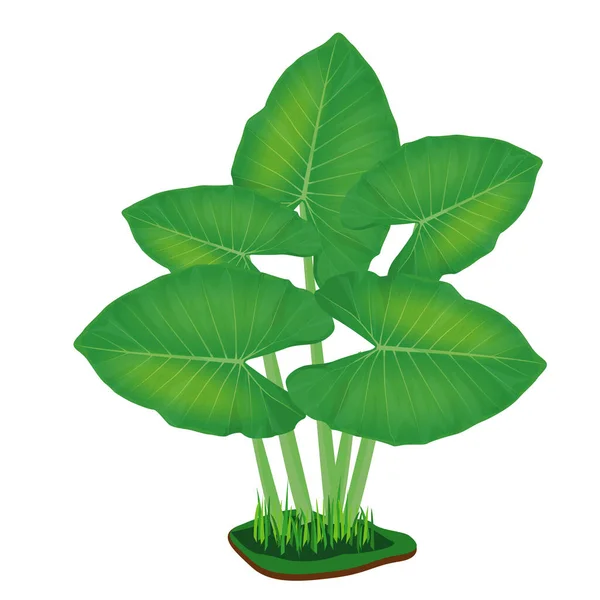 Izolált Caládiumos Növényi Vektor Kialakítása — Stock Vector