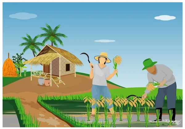 Agriculteur Récolte Riz Dans Conception Vectorielle Rizière — Image vectorielle