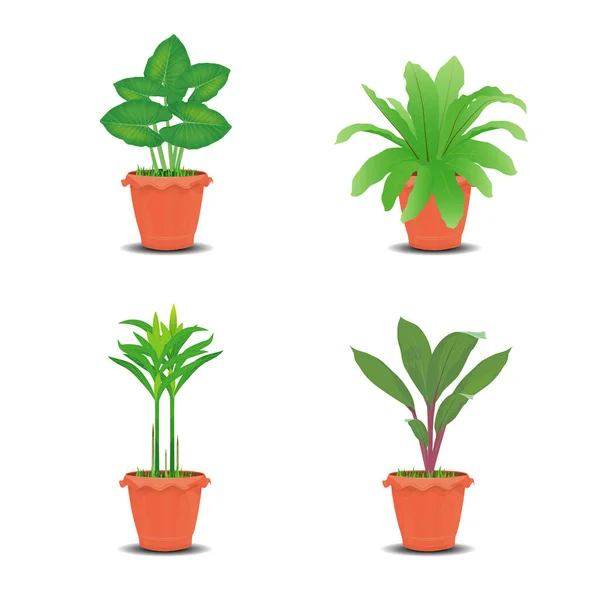 Vector Illustration Plants Pots — Stock Vector