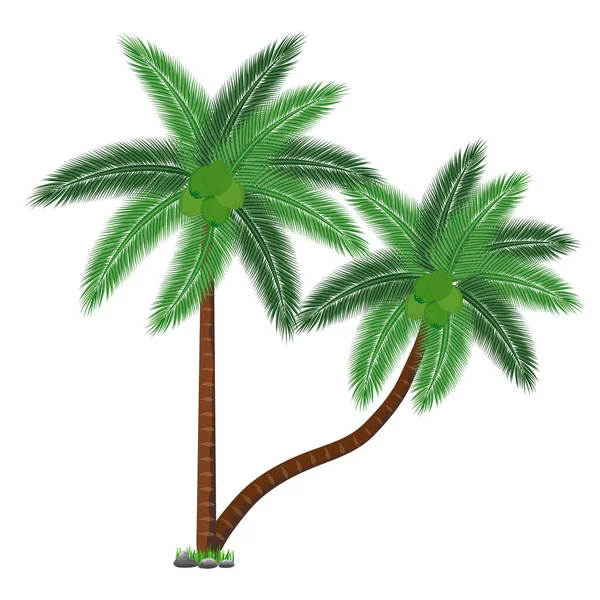 Palmera Aislada Sobre Fondo Blanco — Vector de stock