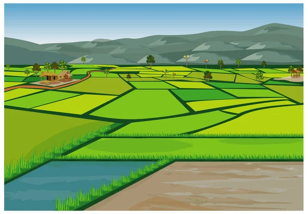 Paddy Field Vector Design — 스톡 벡터