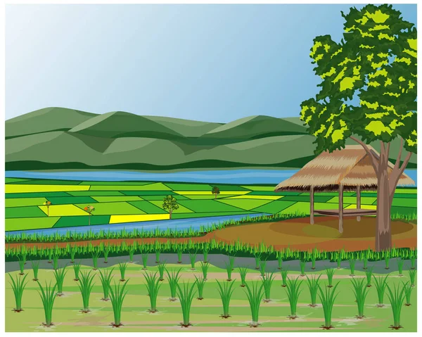 Reisfeldvektordesign — Stockvektor